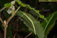 stick insect